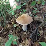 Bosco * Бачено