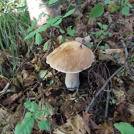 Bosco * Baceno